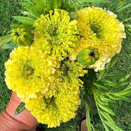 Nosento Limegreen, Marigold Seeds - Packet image number null